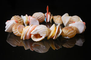 seashell necklace